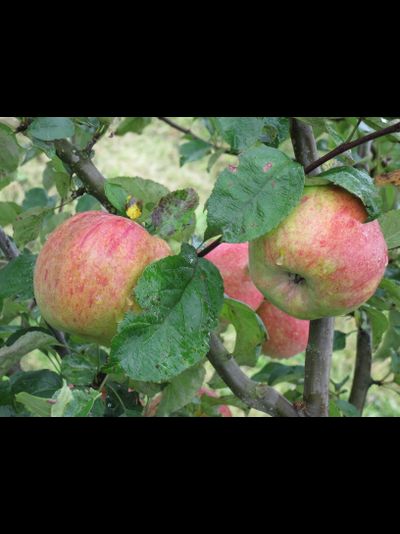 Победитель (яблоня)