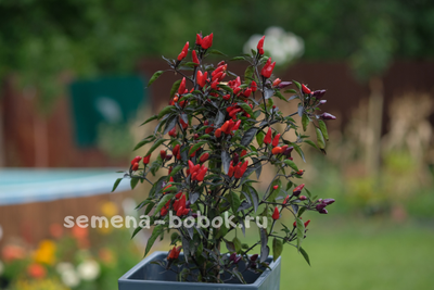 Перец острый  Explosive Ember, 10 шт