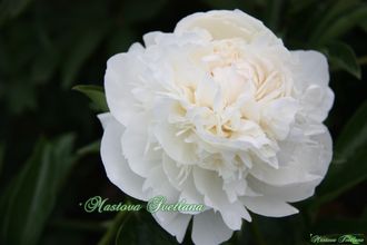 Paeonia Elsa Sass