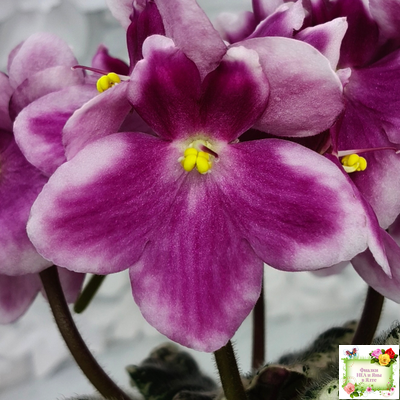 KZ-Источник Вдохновения (И. Заикина) 2023 г.