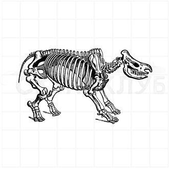штамп винтажный скелет носорога