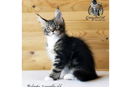 Волгоградский питомник Мейн кунов GangsterCat. Сайт: www.gangstercat.ru Тел: +7 (917) 335-09-66 (WhatsApp, Viber, Telegram), Татьяна.