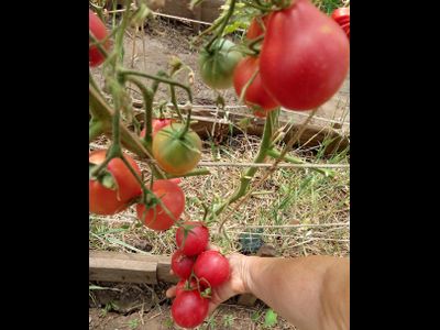 Томат Крымская роза