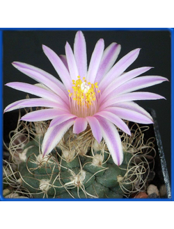 Turbinicarpus pseudomacrochele SB 1049