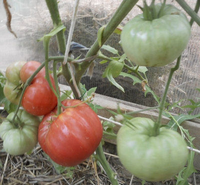 Томат  Немецкий гигант (German giant)