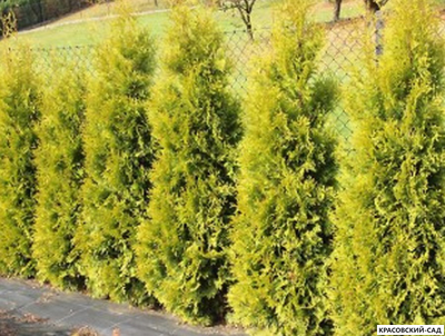 Туя Салланд - Salland