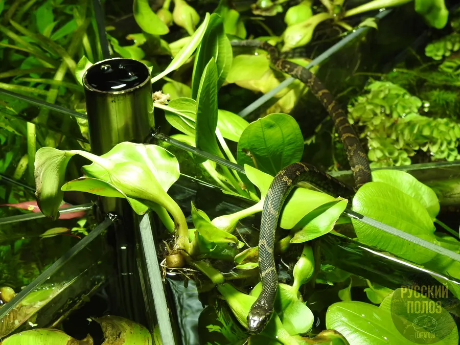 Амурский полоз, Полоз Шренка, Русский полоз, Elaphe shrenckii