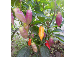 Перец острый  Naga Smooky Rainbow