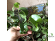 Ficus Benjamina Buklee / фикус букле