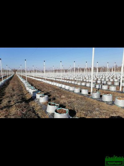 Сумка для растений с ручками Т392 (100х50) Р 180 г/м2  (20шт.)