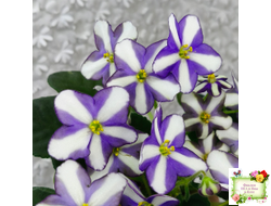 7 Белок (Калгины) химера (пасынок из цветоноса укоренённый)