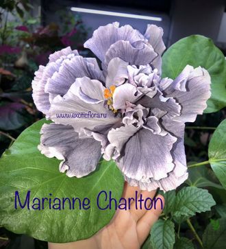 Гибискус Marianne Charlton