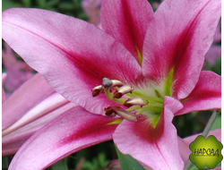 Лилия ОТ-ГИБРИД  "ПЕПЛ ПИНК" будет цвести в этом году!