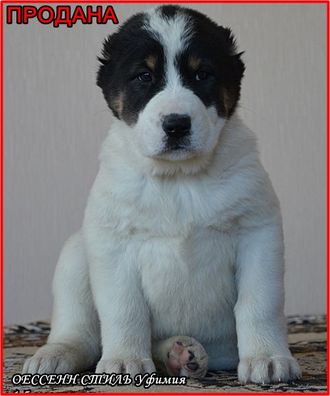 Сука №3. УФИМИЯ. Продана.