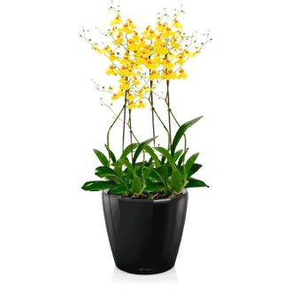 Орхидея Онцидиум + CLASSICO LS 21