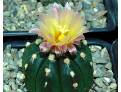 Astrophytum ASNUD cv.Kitsukow (1054) - 10 семян