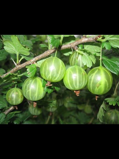 Малахит (крыжовник), 2года, ЗКС