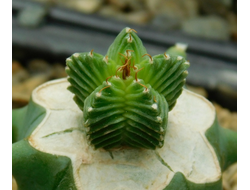 Aztekium valdezii (d=15)
