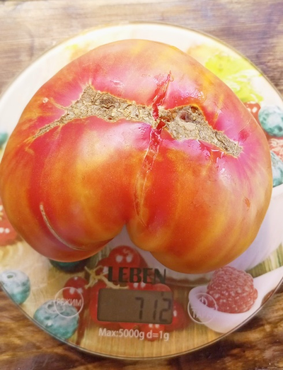 Томат Холли 12 (Holly’s 12)