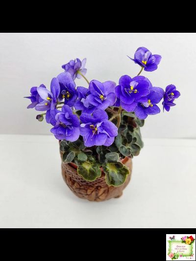 Mac&#039;s Pizza Pizzicato (G. McDonald) 01/31/2008 (гёрл-лист)