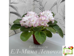 ЕЛ-Мама Леночка (Л. Еременко) (сортовой стартер)