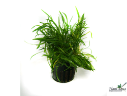 Лилеопсис бразильский (пластиковый горшок)