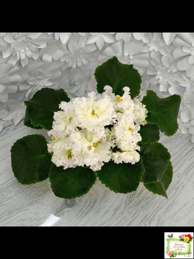 АВ-Легенда о Золотой Луне (Фиалковод) 2023 г.