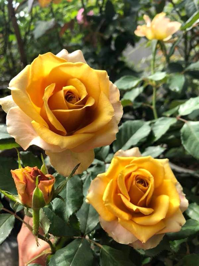 Пайн Дрим (Pine Dream) (Сосновая мечта)