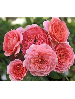 Амандин Шанель (Amandine Chanel)