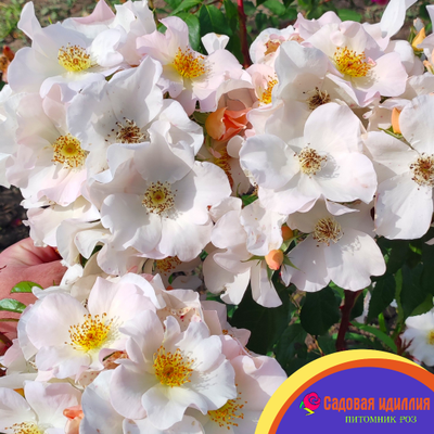 Салли Холмс (Sally Holmes)