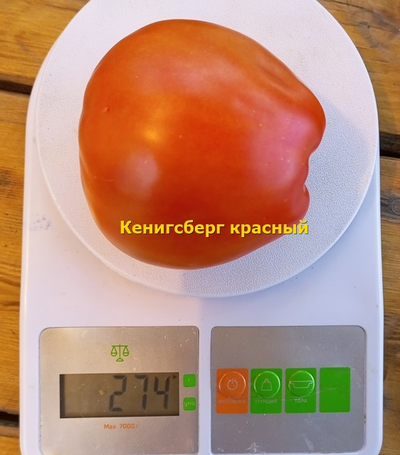 Томат Кенигсберг красный