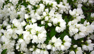 Чубушник (Жасмин) Snowbelle