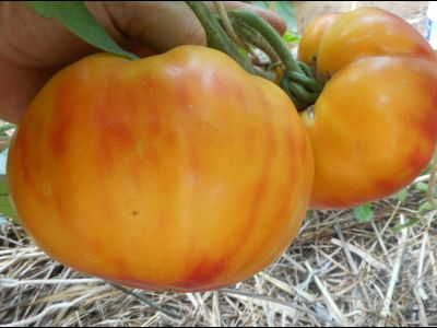 Томат Олимпийский огонь