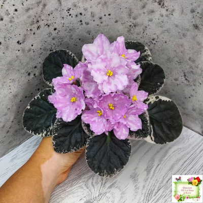 Rivermist Beguiling (J. Baker) (стартер)