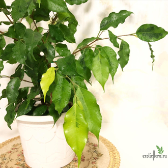 Фикусы - Ficus Benjamina "Golden Monique" / фикус бенджамина голден ...
