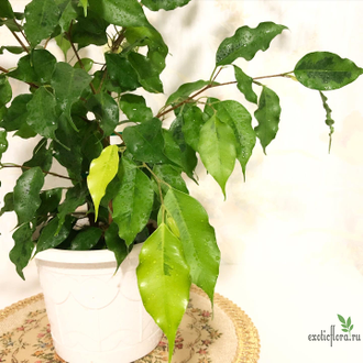 Ficus Yellow Gold / фикус бенджамина голден моник -Азия