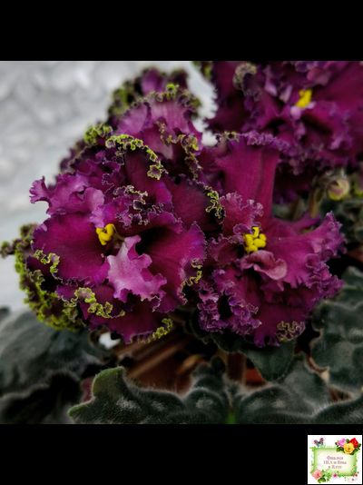 ПТ-Мерло Люкс (Т. Пугачева)