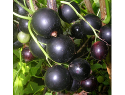 Дачница (смородина черная)