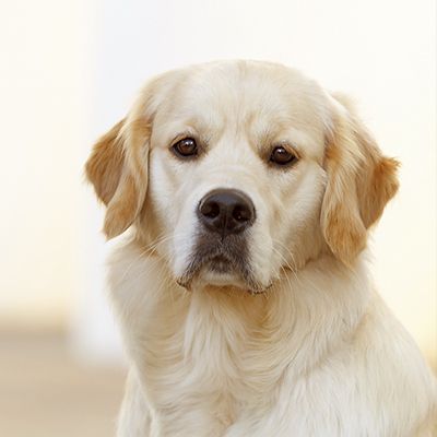 Зива Хэвенс Гейт / Лора /