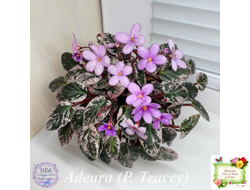 Adeara (P. Tracey) (3975) 06/02/1980 трейлер