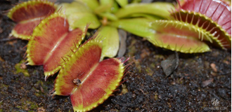 Dionaea muscipula Cropped tooth