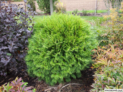 Туя западная Вудварди - Woodwardii