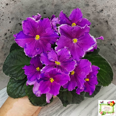 Dn-Cherchez la Femme (Д. Денисенко) 2020 г.