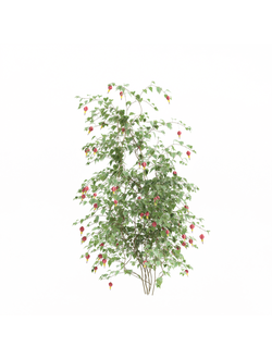 вьющиеся Абутилон мегапотамский 1