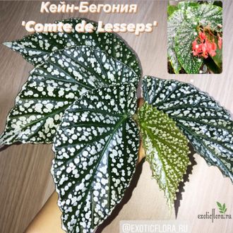 Бегония Comte de Lesseps