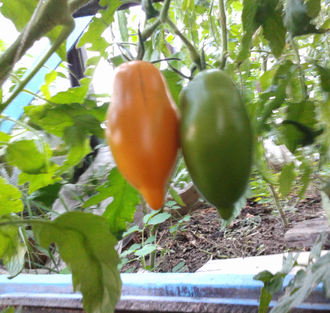 Семена томата Манго-Джанго