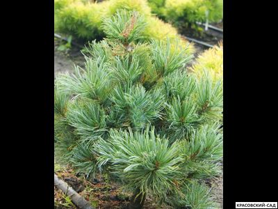 Сосна кедровая Блю Мопс - Blue Mops