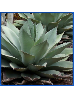 Agave ovatifolia