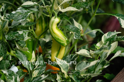 Перец сладкий Кенди Кейн оранжевый вариегатный (Candy Cane Orange Variegat), 10 шт.