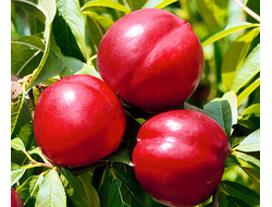 Слива Михальчик